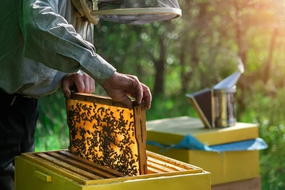 Commercial Bee Removal