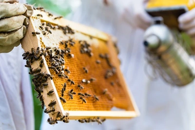 Emergency Bee Removal
